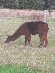 Photo n°9 de Cria de Timra, élevage de lamas, ferme découverte à Culey-le-Patry (Ferme pédagogique)