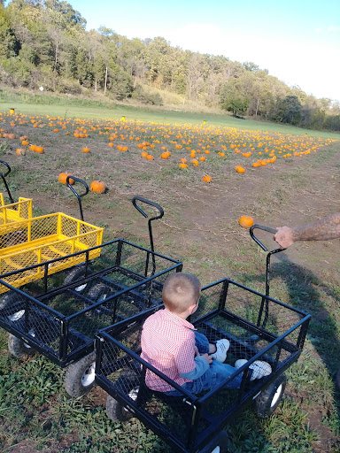 The Cave Pumpkin Patch - Visual