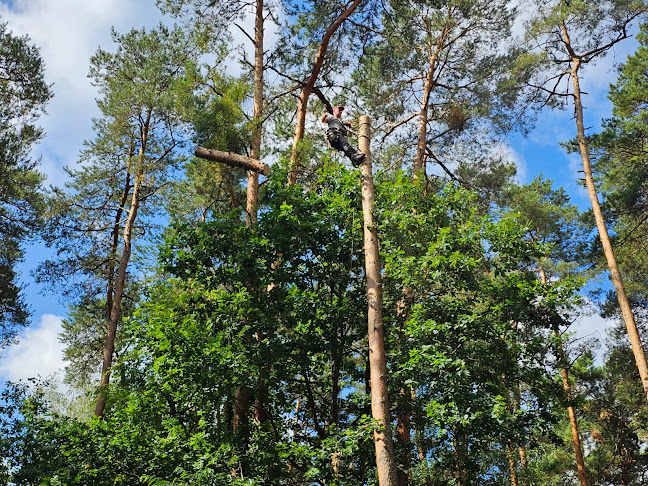 JUMPER WYCINKA DRZEW PIASECZNO