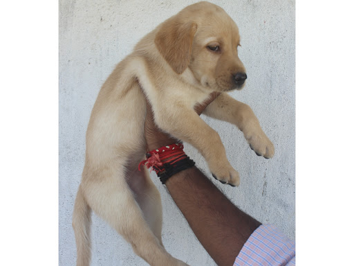 🐶Top Quality Laborador puppy ready for new home 🏡  post image