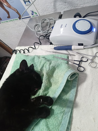 Consultorio médico veterinario Dr Oscar Flores (neptuno) - Thumbnail