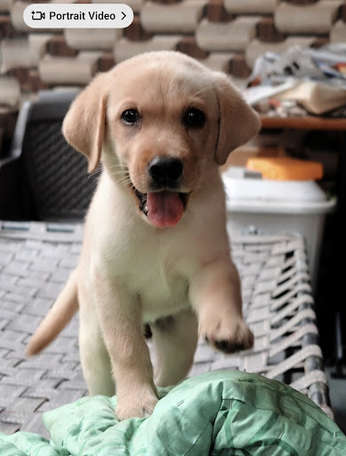 Show quality Labrador puppy available in ahmedabad 🐶 post image