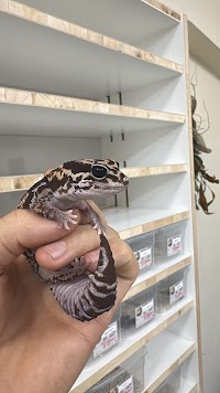 ファットテール大阪