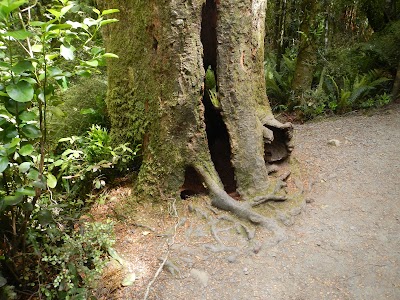 Photos of Purakaunui Falls Walk