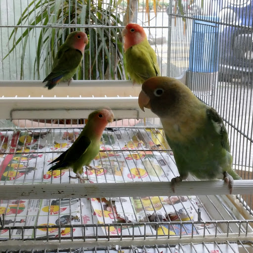Code Birichine - Thumbnail