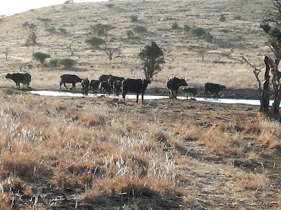 Photos of Lewa Wildlife Conservancy