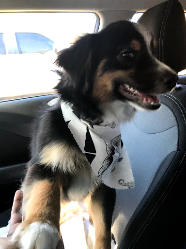 Pleasant Grove Animal Hospital - Thumbnail