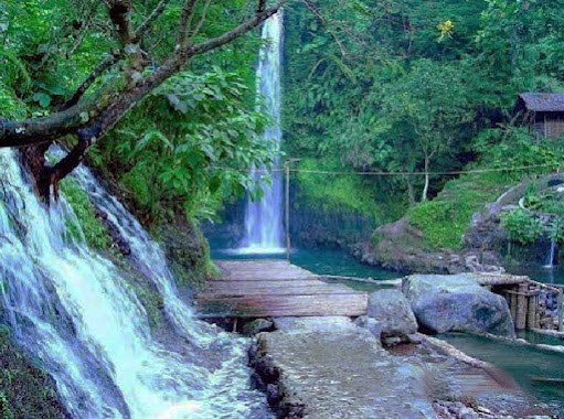 HUTAN PINUS ( Sentul eco edu tourism forest Office), Author: HELMY TANJUNG