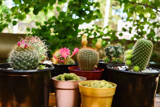 Entre Cactus Pinamar - Foto 1