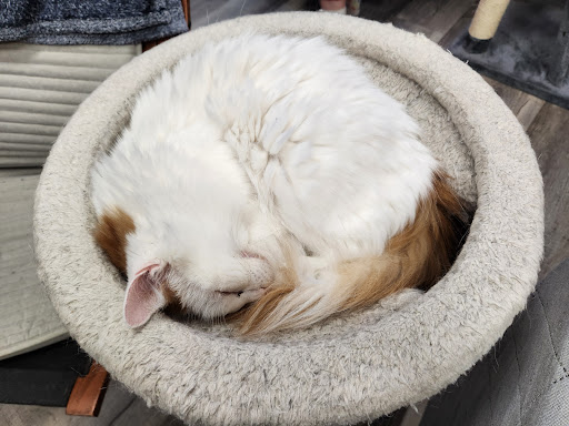 Alley Cat Cat Cafe - Thumbnail