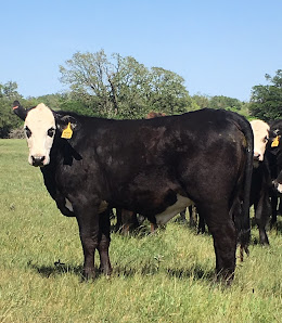 Monk Cattle Company Stephenville, TX 76401