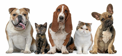 Totally About Pets - Thumbnail