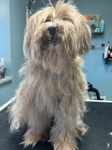 Fluffed Up Pets, Inc. - Thumbnail