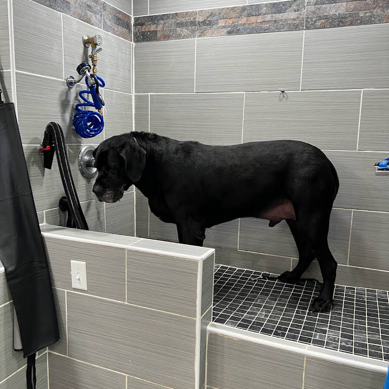 Professional Pet Grooming & Dog Wash Pet Groomer in Mount Vernon