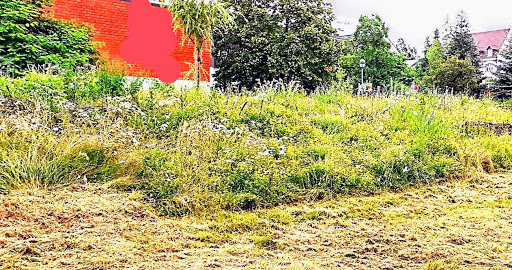 Blühwiese/Belüftungsschneise - Thumbnail