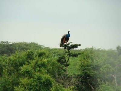 Photos of Yala Safari Jeep Tours sri lanka