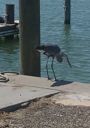Aransas Bay Bait Company - Thumbnail