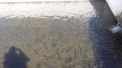 Photos of ain aghbal