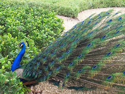 Photos of Peacock Palace - Zabeel