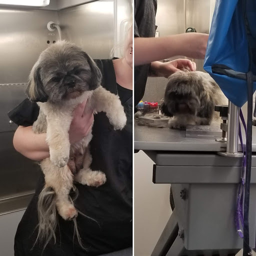 Wine Country Mobile Dog Grooming - Thumbnail