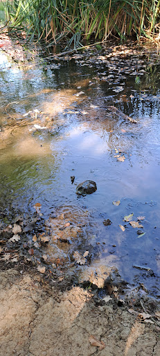 Stagno rane e piante acquatiche - Thumbnail