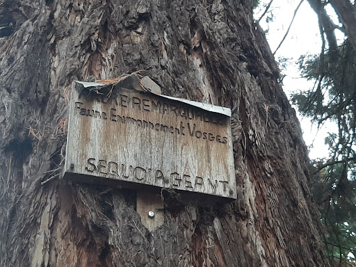 Sequoa - Thumbnail