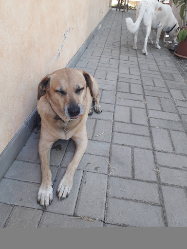 Il Mio Veterinario srl - Azzano Mella - Thumbnail