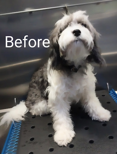 Chrissy's Canine Clips Mobile Spa