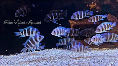 Blue Zaires Aquatics