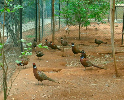 Photos of Birds Park/ Birds Reaserch Centre. Hambantota