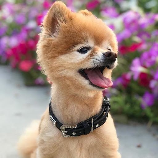 Vanderpump Pets - Visual