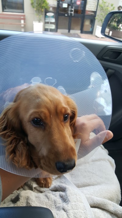 Photos of BLUE CROSS VETERINARY HOSPITAL