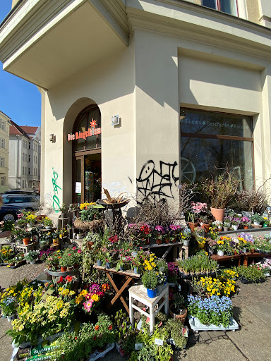 Die Ringelblume - Visual