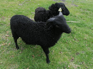 Photo n°6 de Les Cabrettes Sancyliennes à Tauves (Fromagerie)