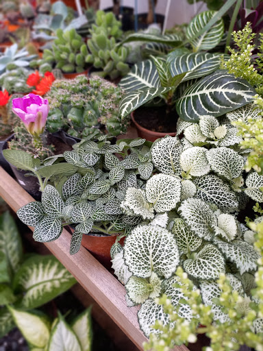 Vivero.casablanca - Foto 1