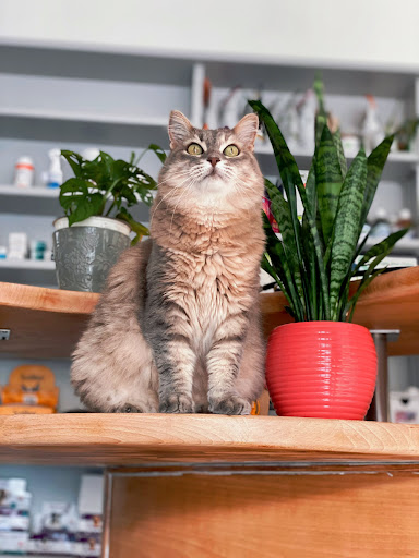 Veterinary Clinic Bédarieux - Thumbnail