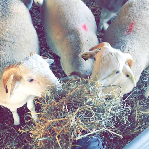 Ferme de millet, agneau, Ariège - Thumbnail