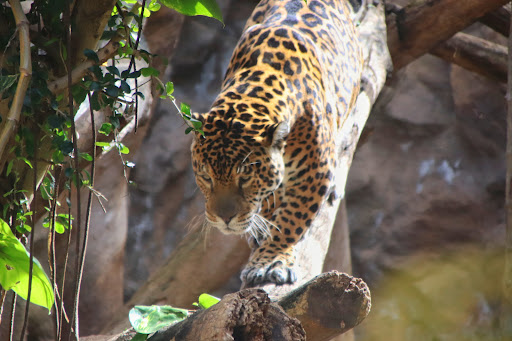 Tiger Island - Thumbnail