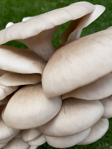 McCrae Gourmet Mushrooms - Thumbnail