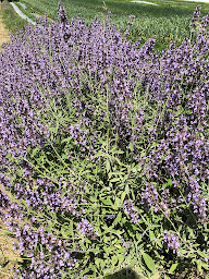 Photo n°35 de La Table Du Barres à Saint-Vincent-de-Barrès (Restaurant)