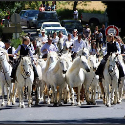 Photo n°14 de Elevage des Salines - Cédric ROBERT à Sussargues (Éleveur de chevaux)