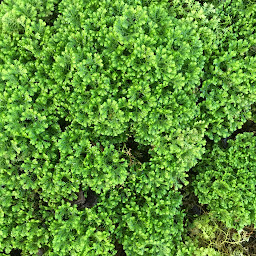 Photo n°11 de Les Petites Feuilles à Évian-les-Bains (Consultant en environnement)