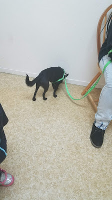 Photo of Capital Pets Animal Hospital - Sacramento Perro