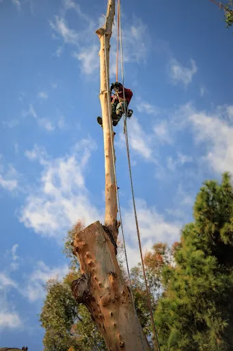 Your Way Tree Care