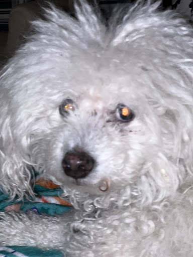 Clear Springs Animal Hospital - Thumbnail