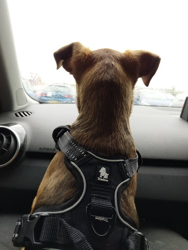 Pets at Home New Malden - Thumbnail