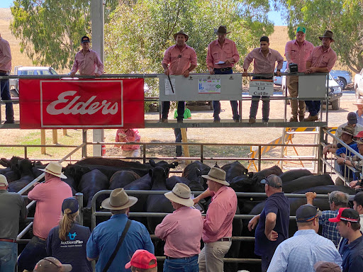 Yea Saleyards - Visual