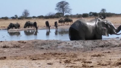 Photos of Nxai Pan National Park
