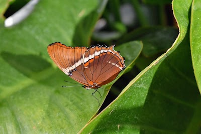 The Butterfly House