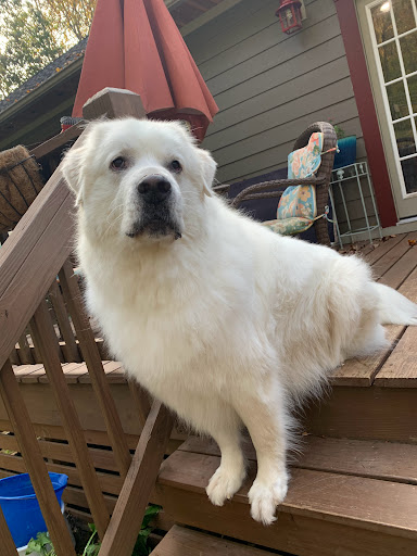 Petz Best Friend Grooming - Thumbnail